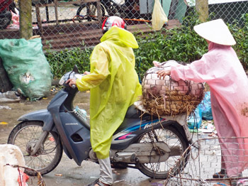 chons sur scooter